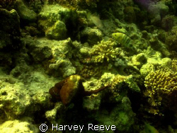 Octopus by Harvey Reeve 